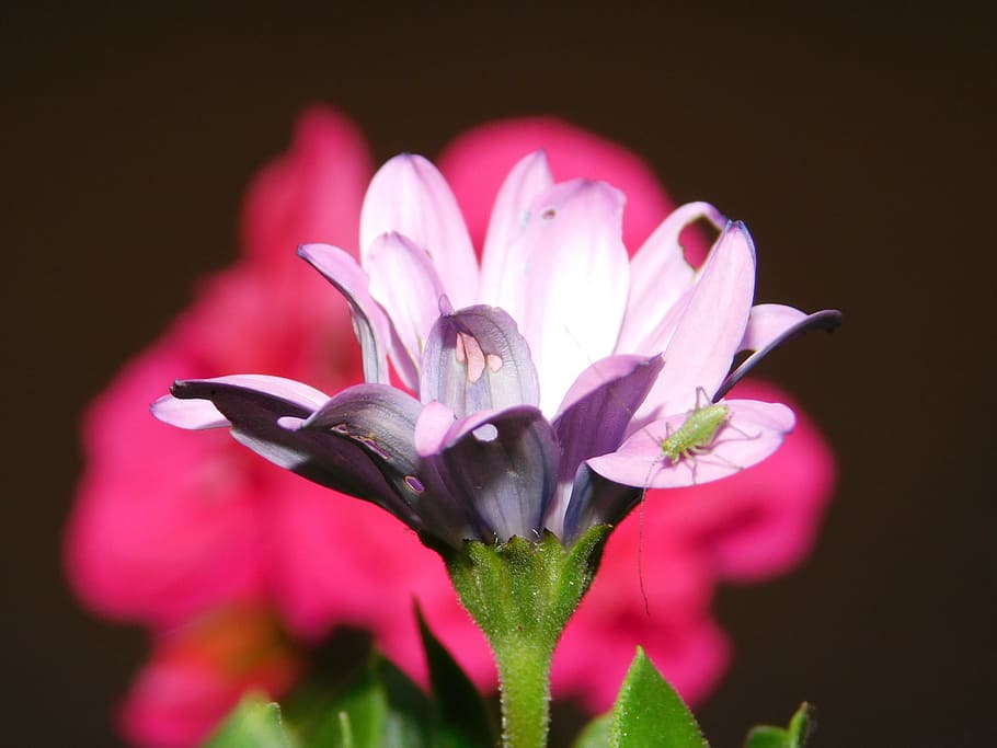 flower, red, spring, bug, nature, animal, insect, flowering plant HD wallpaper