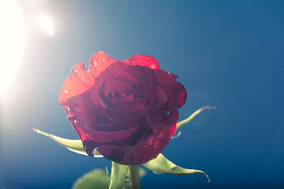 blue, botany, bright, flare, flower, friendly, light, low key HD wallpaper