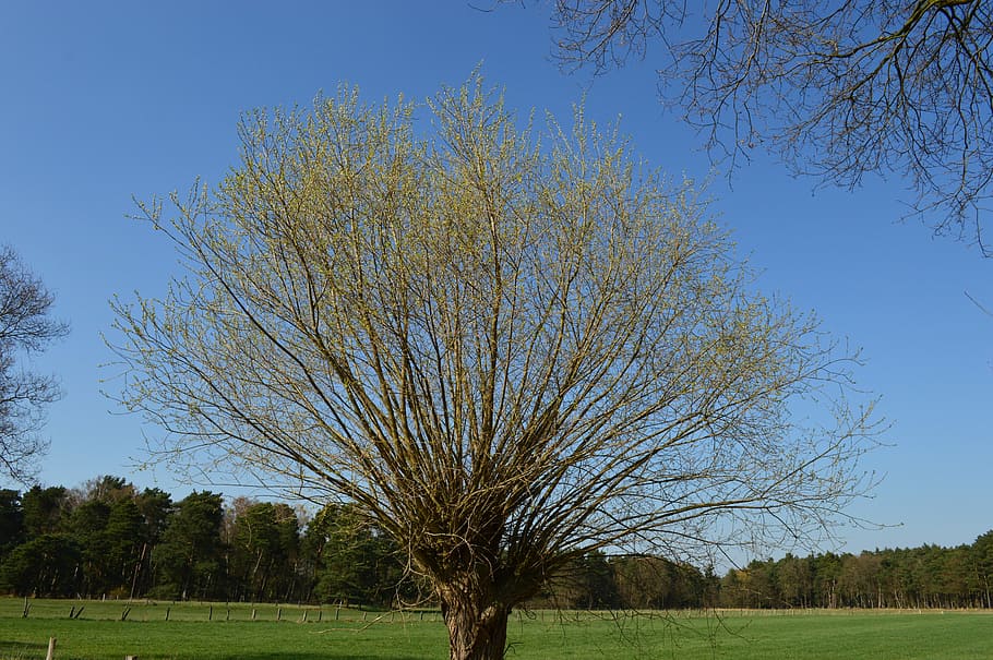 Tree, Nature, Spring, Plant, Blossom, bloom, flowers, bare tree HD wallpaper