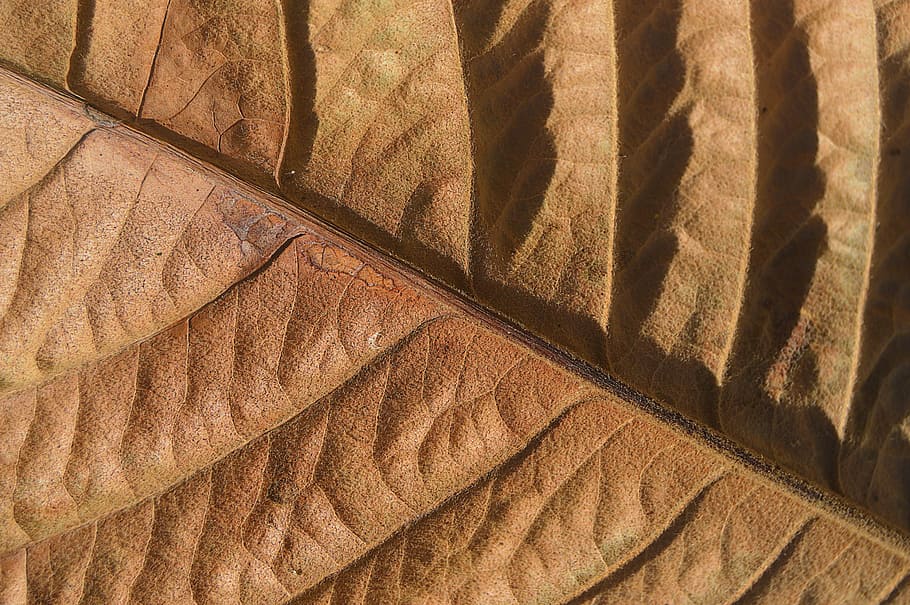 dry leaf, autumn, red leaf, still life, soledad, full frame HD wallpaper
