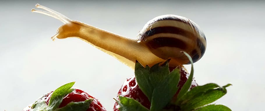 snail on top on strawberry, strawberries, shell, probe, mollusk HD wallpaper