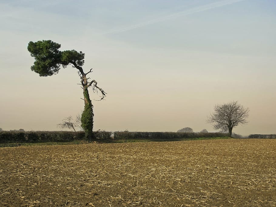 tree, pine, solitaire, survivor, duo, france, bay, indre, dear HD wallpaper