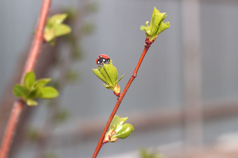 ladybug, insect, leaves, spring, macro, animal themes, animal wildlife HD wallpaper