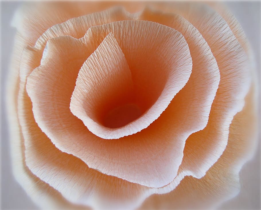 macro photo of orange flower in bloom, Abstract, Fold, Circle HD wallpaper