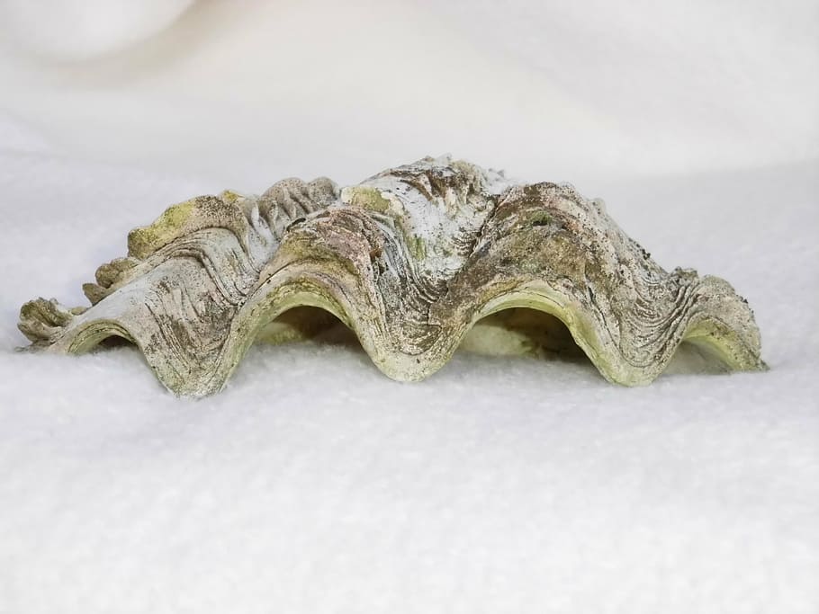 shell, oyster, seashell, indoors, close-up, white background HD wallpaper