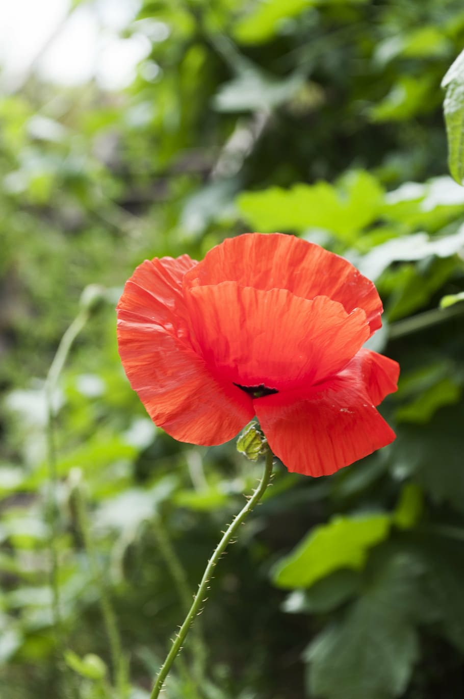spring, summer, nature, flower, poppy, green, blooms, garden HD wallpaper