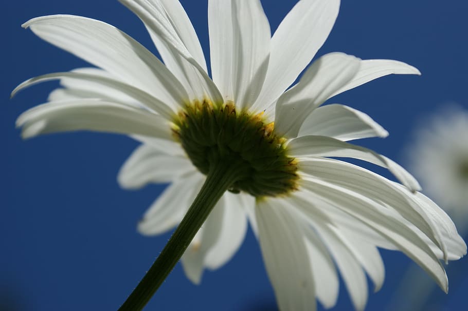 daisy, white, flower, sky, nature, floral, bloom, spring, flowers HD wallpaper