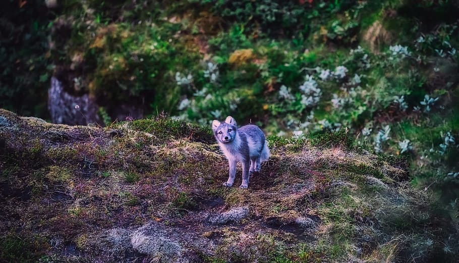 Hd Wallpaper Gray Wolf Pulp Standing On Gray Rock Iceland Arctic Fox Animal Wallpaper Flare