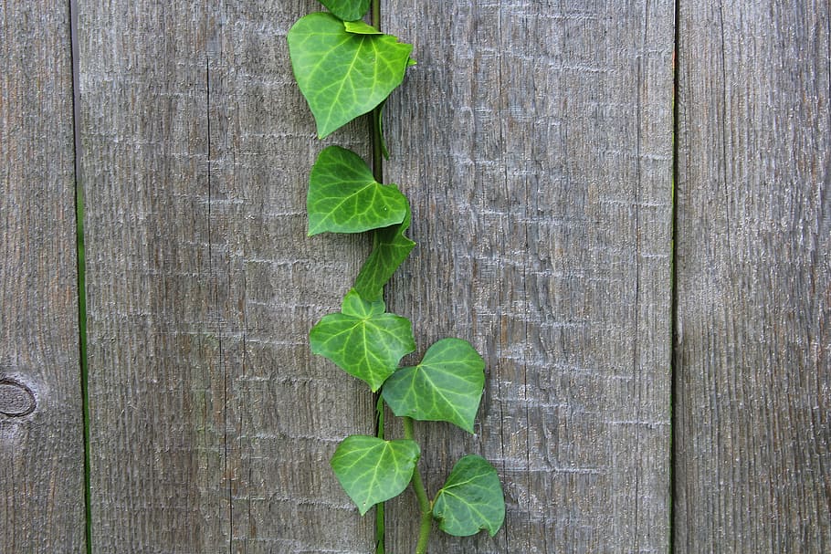 ivy, creeper, plant, foliage, nature, decoration, green, bindweed, HD wallpaper