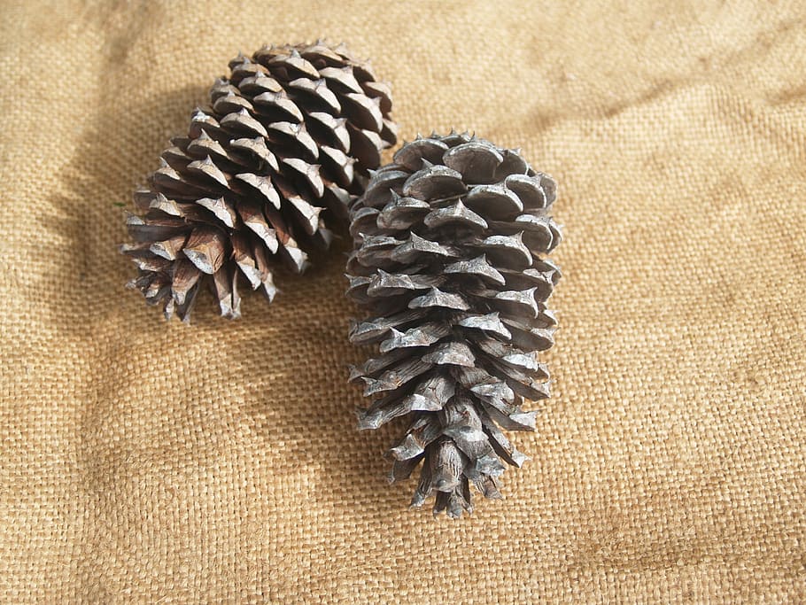 pine cone, pine cones, rough, prickly, pine tree, hessian, rustic