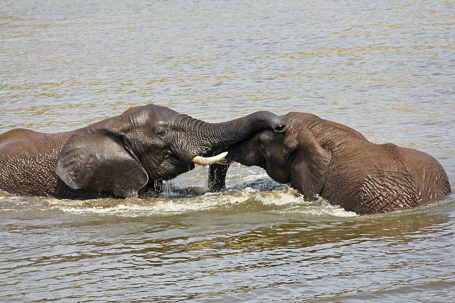 two elephants in body of water during day, playing, exciting HD wallpaper