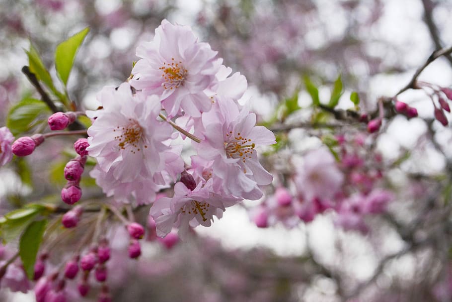 Cherry, Pink, Cherry Blossoms, Spring, japan, flowers, tree HD wallpaper
