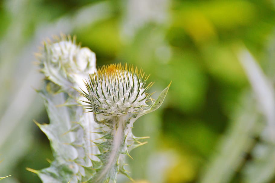 Thistle, Silver Thistle, large silver thistle, flower, prickly HD wallpaper