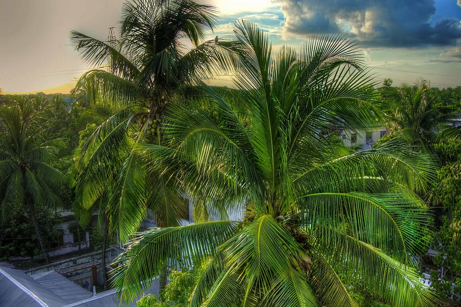 coconut tree, green, green tree, nature, leaf, outdoors, nutrition HD wallpaper