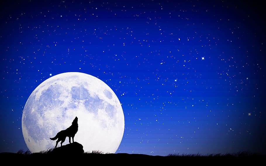 black wolf standing on rock under full moon digital wallpaper