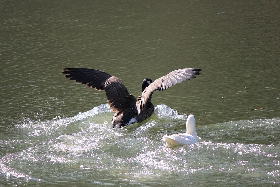 Duck, Water, Nature, Bird, Wildlife, lake, waterfowl, feather HD wallpaper