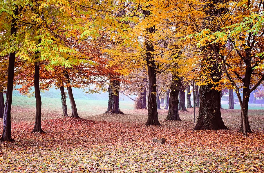 Trees, Yellow, Forest, Nature, autumn, park, relaxation, walk HD wallpaper
