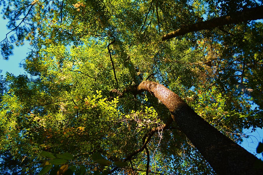 woods, forest, nature, tree, scenic, plant, growth, low angle view HD wallpaper