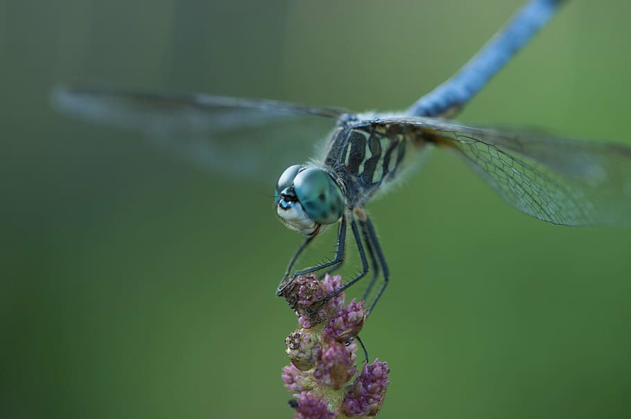 dragonfly, insect, blue, animal, animal themes, one animal HD wallpaper