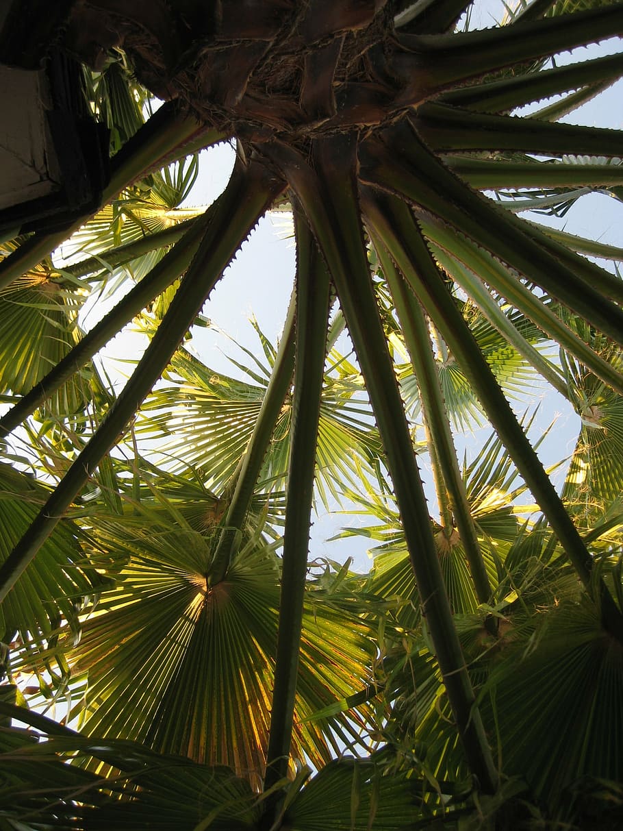 palm, tree, tropical, summer, leaf, plant, palm Tree, nature HD wallpaper