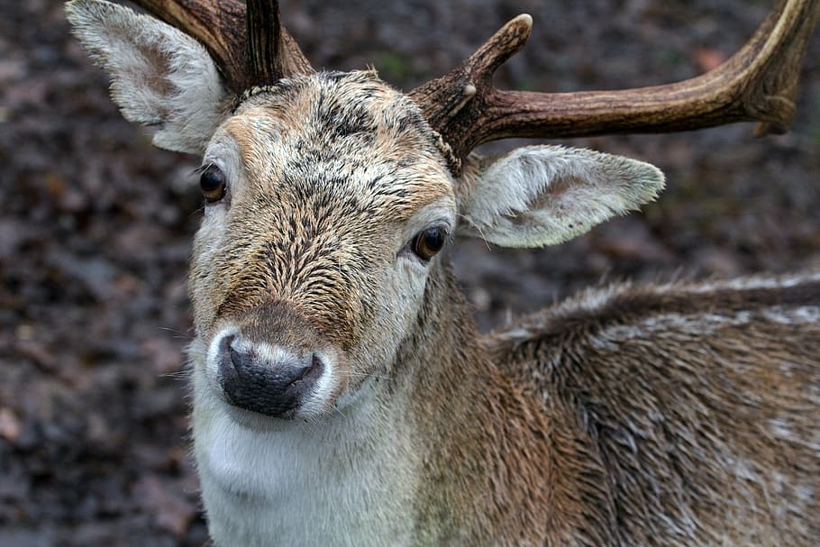 wild, fallow deer, red deer, animal, nature, wildlife, mammal HD wallpaper