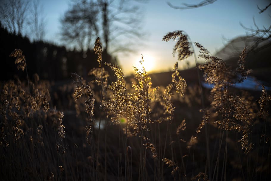 sunset, sky, afterglow, shrubs, setting sun, evening, orange HD wallpaper