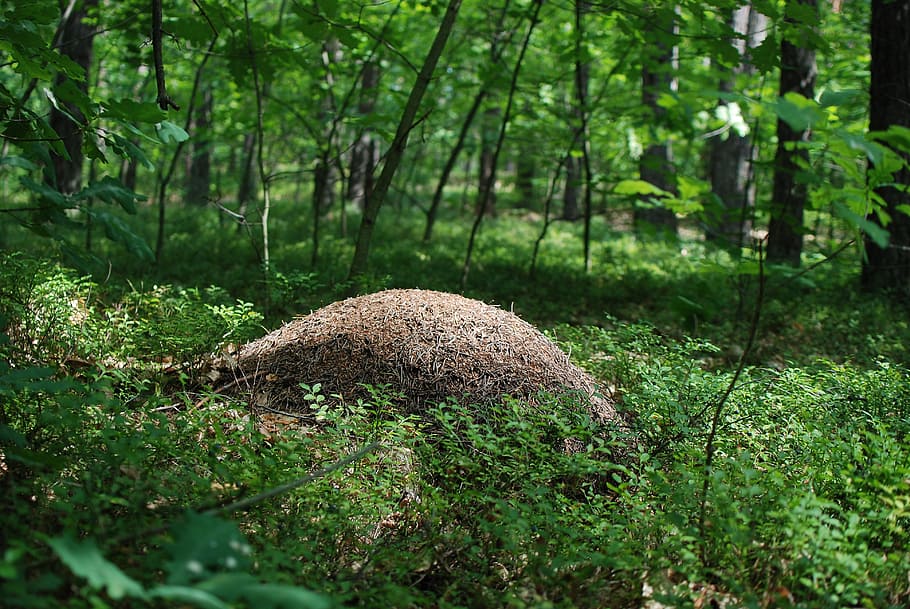 ants, forest, nature, plant, tree, land, green color, growth HD wallpaper