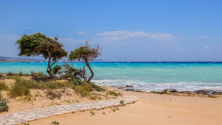 green leafed trees near beach shore, Dunes, Path, Sea, Beach HD wallpaper