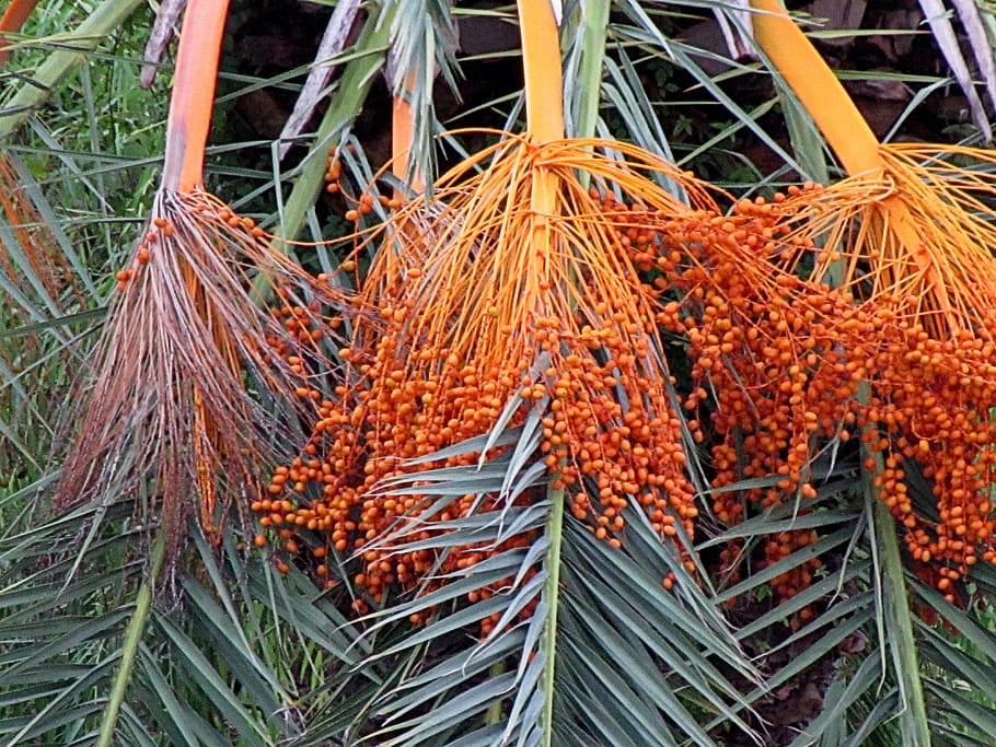 palm nuts, palm leaves, tree, tropical, flora, gulf coast, mississippi HD wallpaper