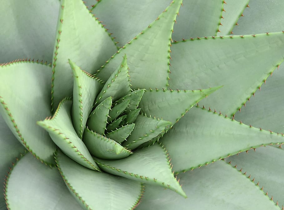 closeup photo of green plant, spur, cactus, pointed, cactus greenhouse HD wallpaper