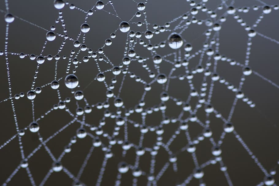 Spiderweb, Water, Drops, Dewdrop, water drops, backgrounds HD wallpaper