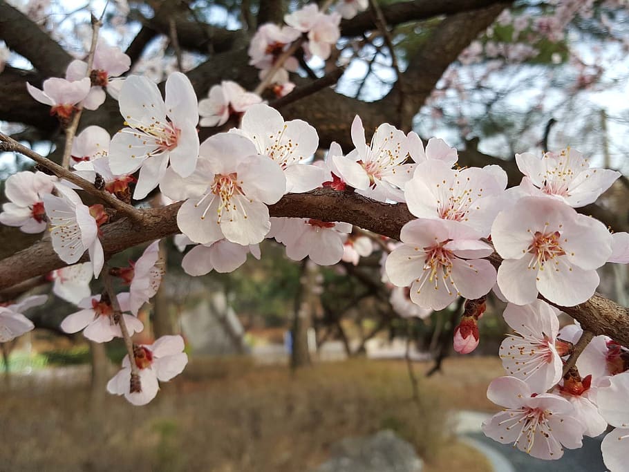 cherry tree, spring, plant, flowering plant, freshness, growth HD wallpaper
