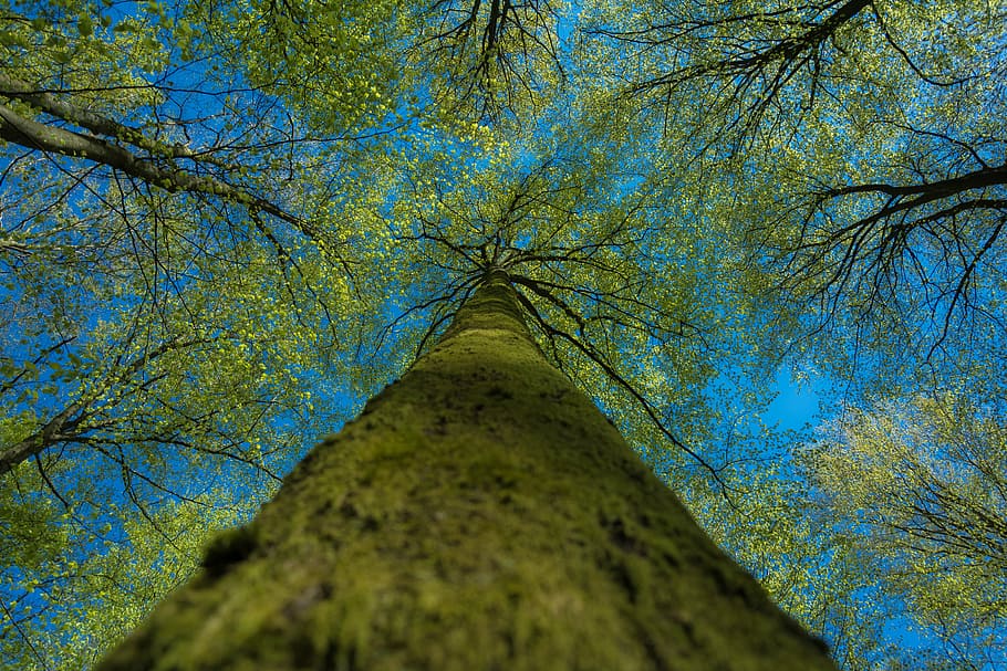 worm's eye-view of green leafed tree, photography, nature, trees