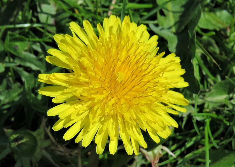 dandelion, weed, yellow, flower, meadow, flowering plant, vulnerability HD wallpaper
