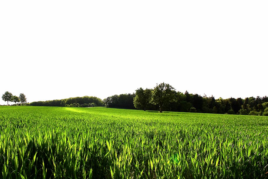 meadow, green, spring, grass, nature, landscape, plant, field HD wallpaper