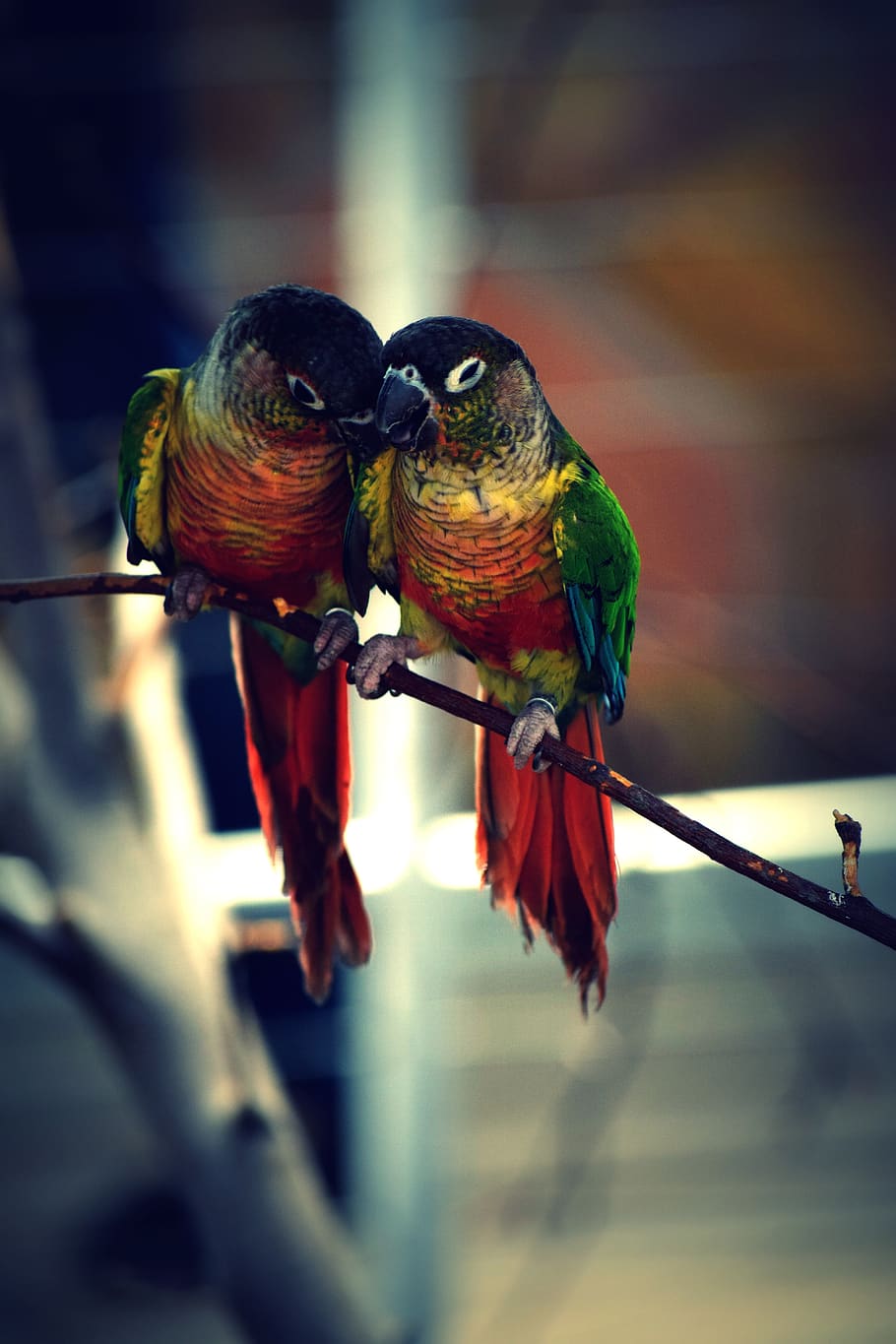 bird, color, parrot, perching, vertebrate, animal, animal themes HD wallpaper