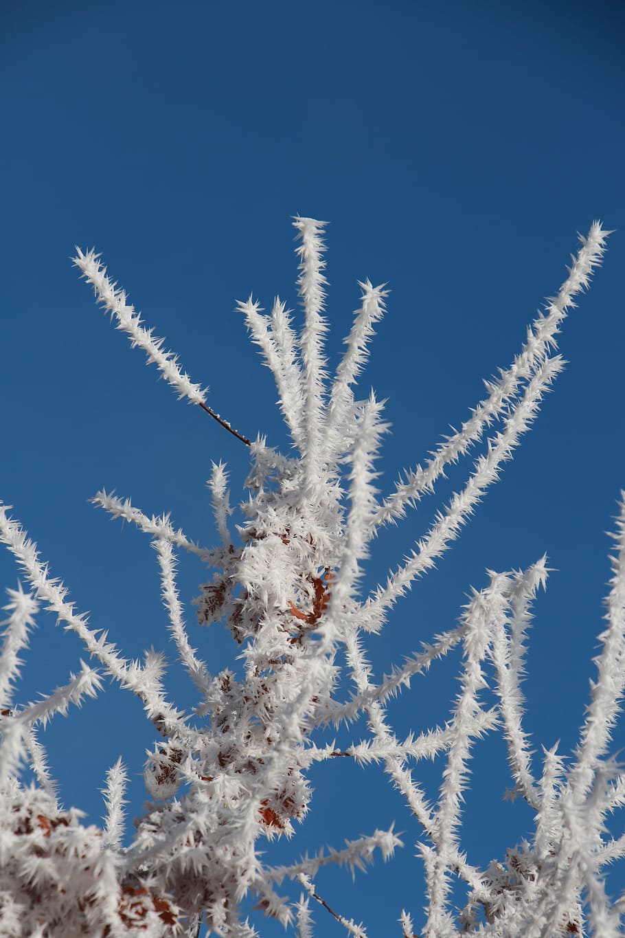 winter, eiskristalle, bush, cold, iced, hoarfrost, sky, blue HD wallpaper