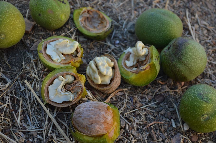 yesil walnut, fresh walnuts, fruit, food, food and drink, healthy eating HD wallpaper