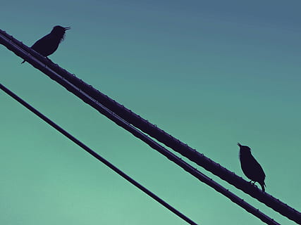 birds, singing, starling, cable, dialogue, black bird, animal HD wallpaper