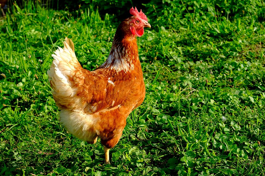 HD wallpaper: chicken, outdoor, poultry, hen, animal, brown, bird, plumage  | Wallpaper Flare