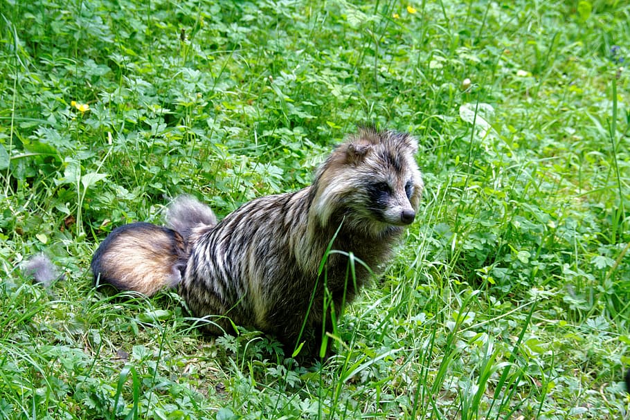Fuchs, Animals, Wild, Animal, Animal World, furry, zoo, wildlife park HD wallpaper