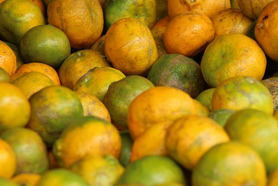 fruit, orange, caruaru, fair, farmer, recife, pernambuco, culture HD wallpaper