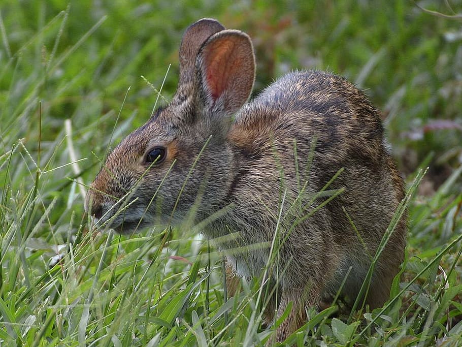 hare, rabbit, easter, animal, cute, ear, mammal, meadow, grass HD wallpaper