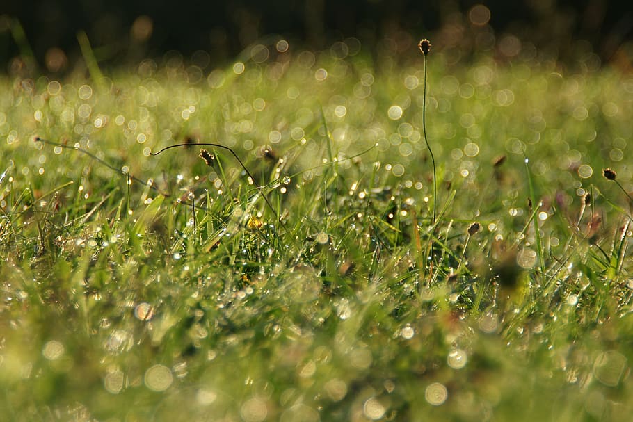 grass, waterdrop, morning, sunlight, nature, plant, summer HD wallpaper