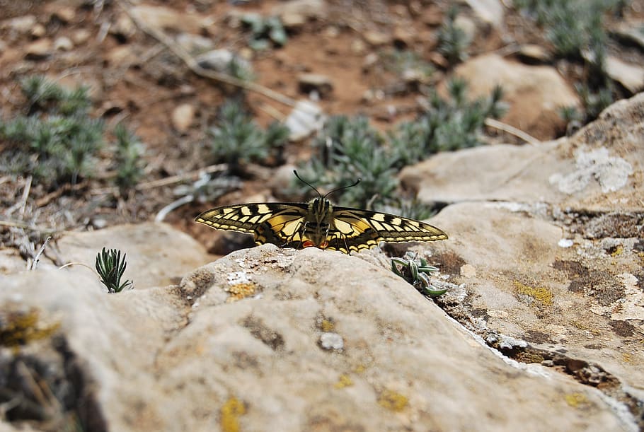 butterfly, rock, sand, animal wildlife, animals in the wild HD wallpaper