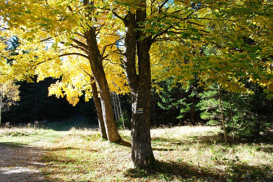 Tree, Autumn, Fall, Fall, Foliage, Nature, forest, no people HD wallpaper