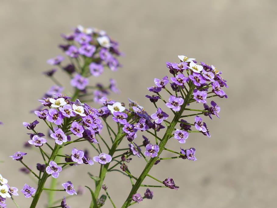 doldiger cress, inflorescence, flowers, plant, violet, white, HD wallpaper
