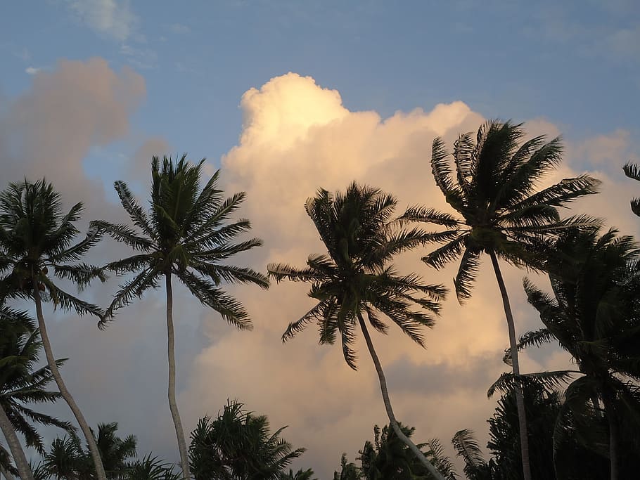 palms, beach, sunset, clouds, twilight, tree, sky, palm tree HD wallpaper