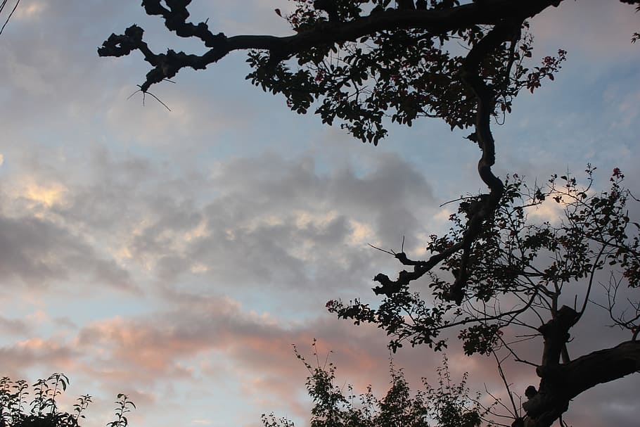 sunset, tree, branches, nature, pink, sky, cloud - sky, plant HD wallpaper