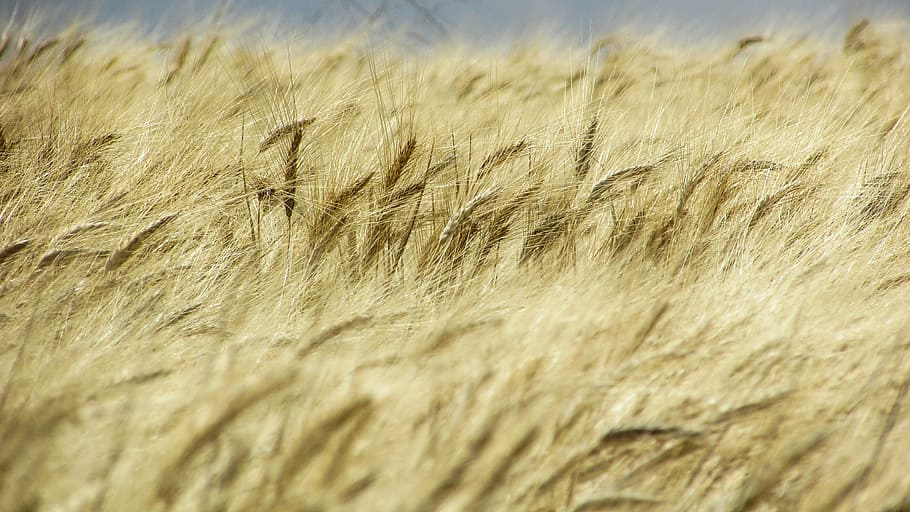 wheat field, golden, spring, agriculture, crop, rural scene HD wallpaper